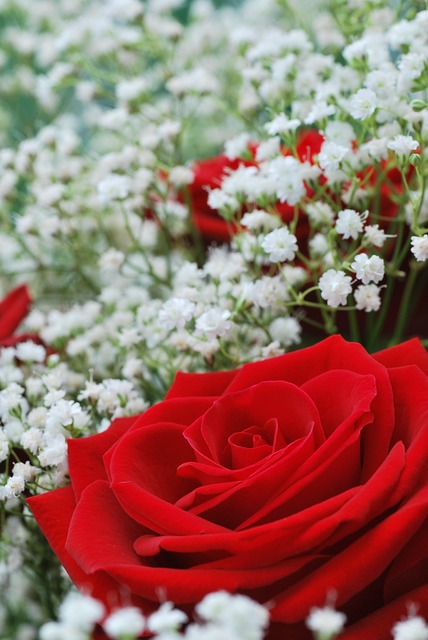 Flowers Red Roses Baby’S Breath - Free photo on Pixabay - Pixabay