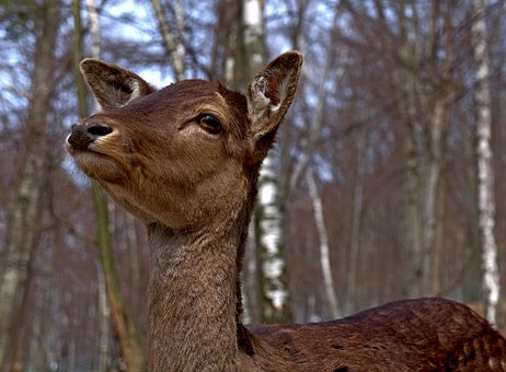 Natuur, Bos, Zoogdier, Fauna, Dier