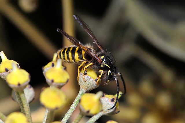 Free Wasp Insect photo and picture