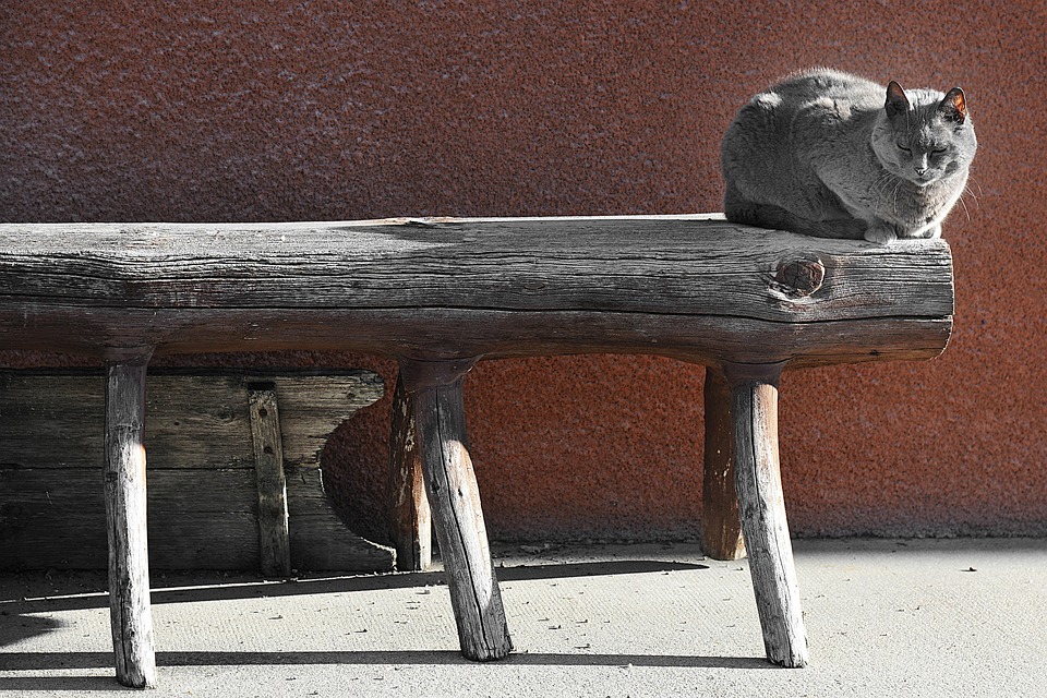 Cat Nap Bench - Free photo on Pixabay - Pixabay