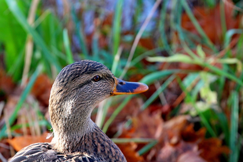 Duck Beak Plumage Free photo on Pixabay Pixabay