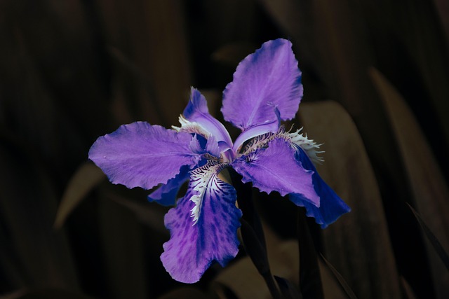 Free Flower Petals photo and picture