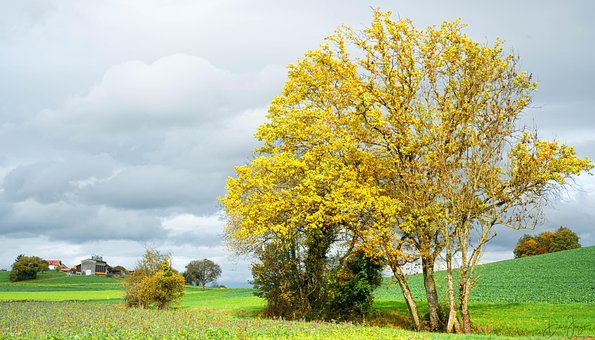 Free Nature Fall photo and picture