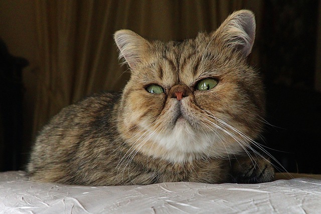 Kat, Kæledyr, Dyr, Feline, Kort Hår