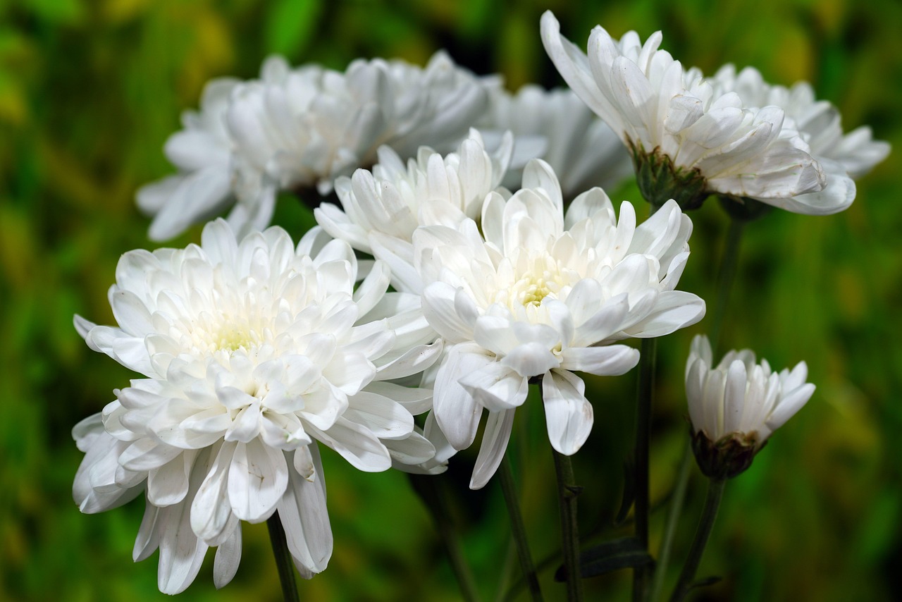 4,000+ Free Chrysanthemum & Nature Images Pixabay