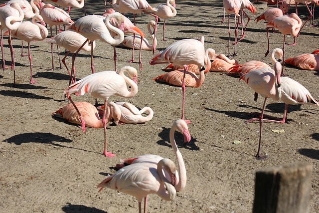 Flamenco, Aves, Animales, Pájaros Rosas