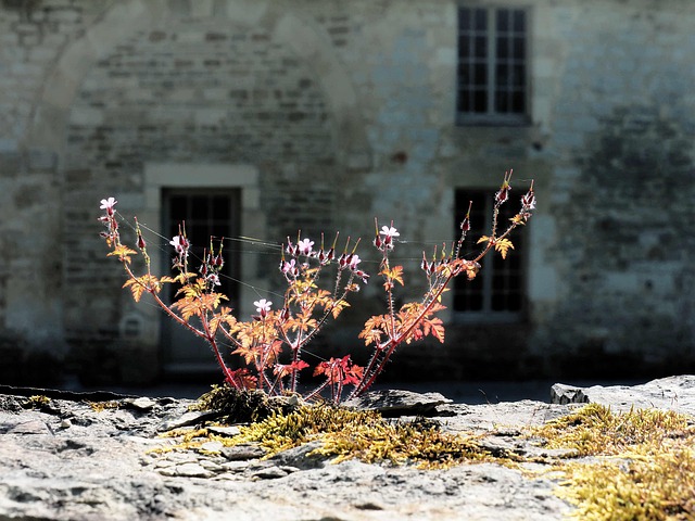 Free Cranesbill Plant photo and picture