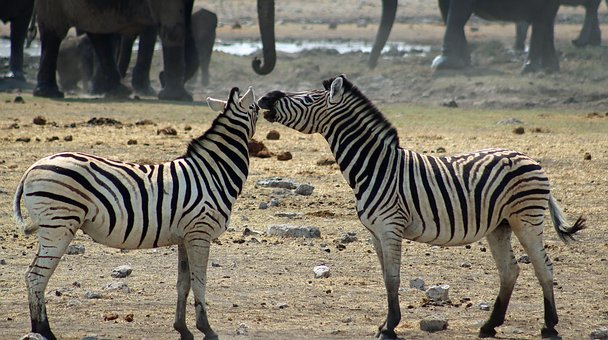 Zebra, Tiere, Säugetiere, Pferde
