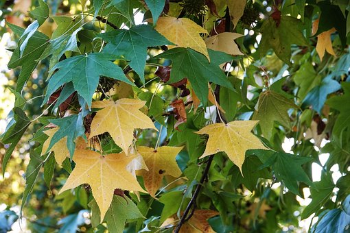 Laub, Herbst, Farben, Bäume, Gelb, Park