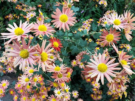 Blumen, Farben, Frieden, Nymphengarten