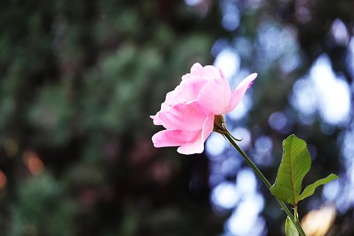 Pinke Rose, Blume, Pflanze