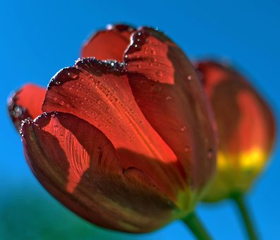 Tulip, Bloem, Bloem Achtergrond