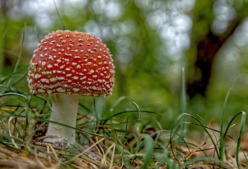 Paddenstoel, Paddestoel, Mycologie