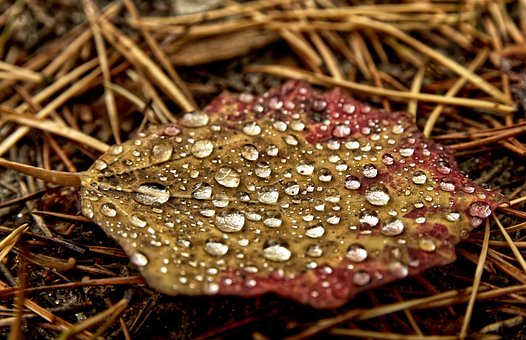 Blad, Dauw, Herfst, Druppels, Regen