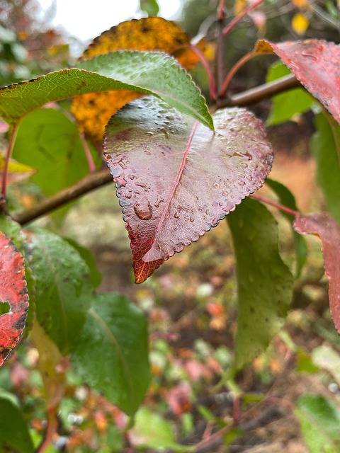Free Leaf Outdoor photo and picture