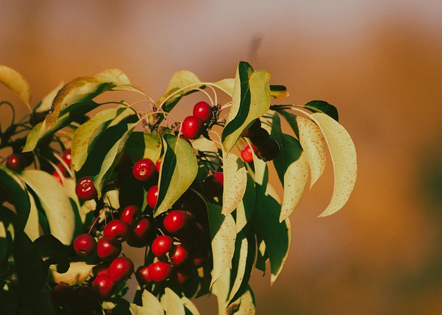 Chokecherry, Bær, Plante, Frugt, Blade