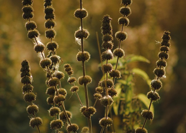 Pennyroyal, Blomster, Blomst Tapet