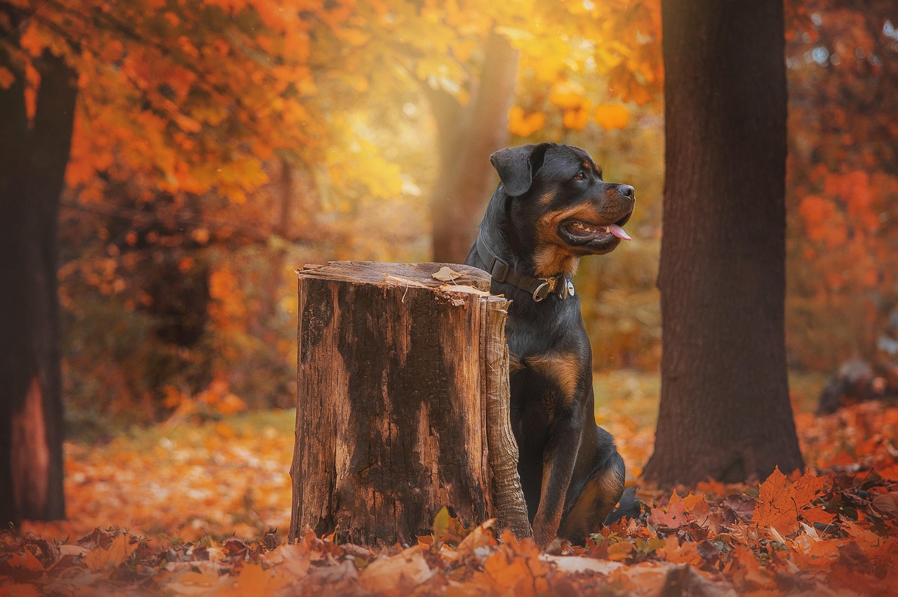 Rottweiler Autumn Forest - Free photo on Pixabay