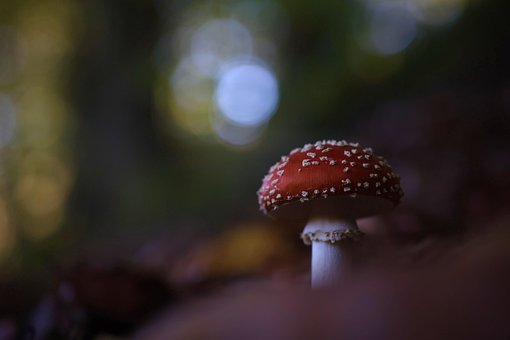 Download free HD stock image of Toadstool Nature Free Toadstool Nature photo and picture
