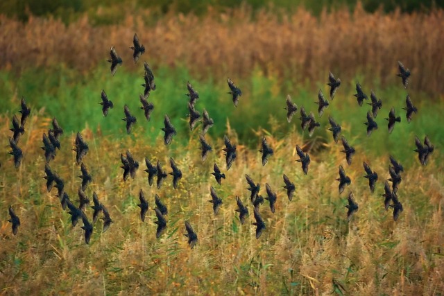 Free Stare Fall photo and picture