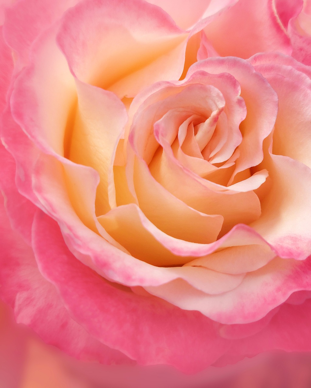 Free Pink Rose Pink Flower photo and picture
