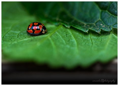 Free Ladybug Insect photo and picture