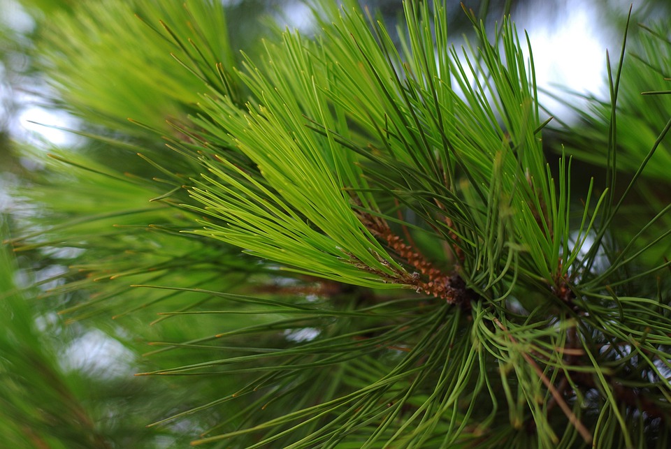 Pine Needles Nature Free photo on Pixabay