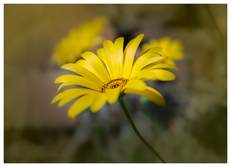 Free Yellow Daisy illustration and picture