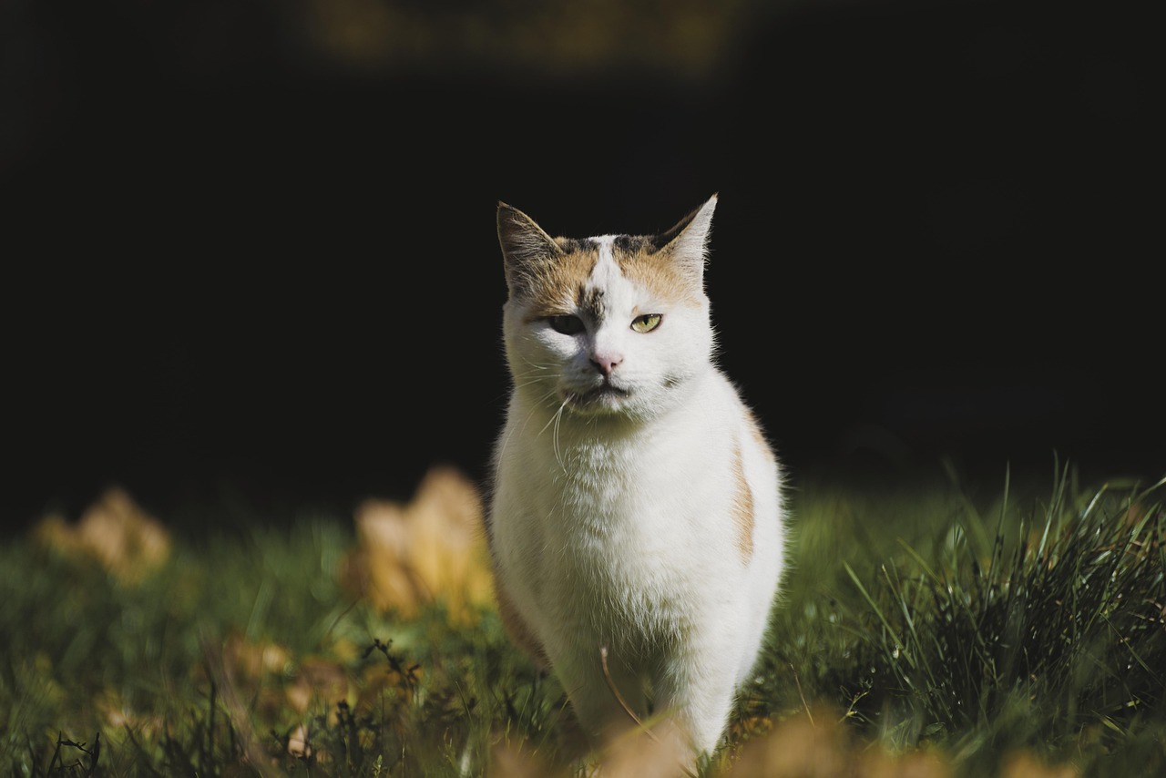 400 000 Free Cats Background Cat Images Pixabay