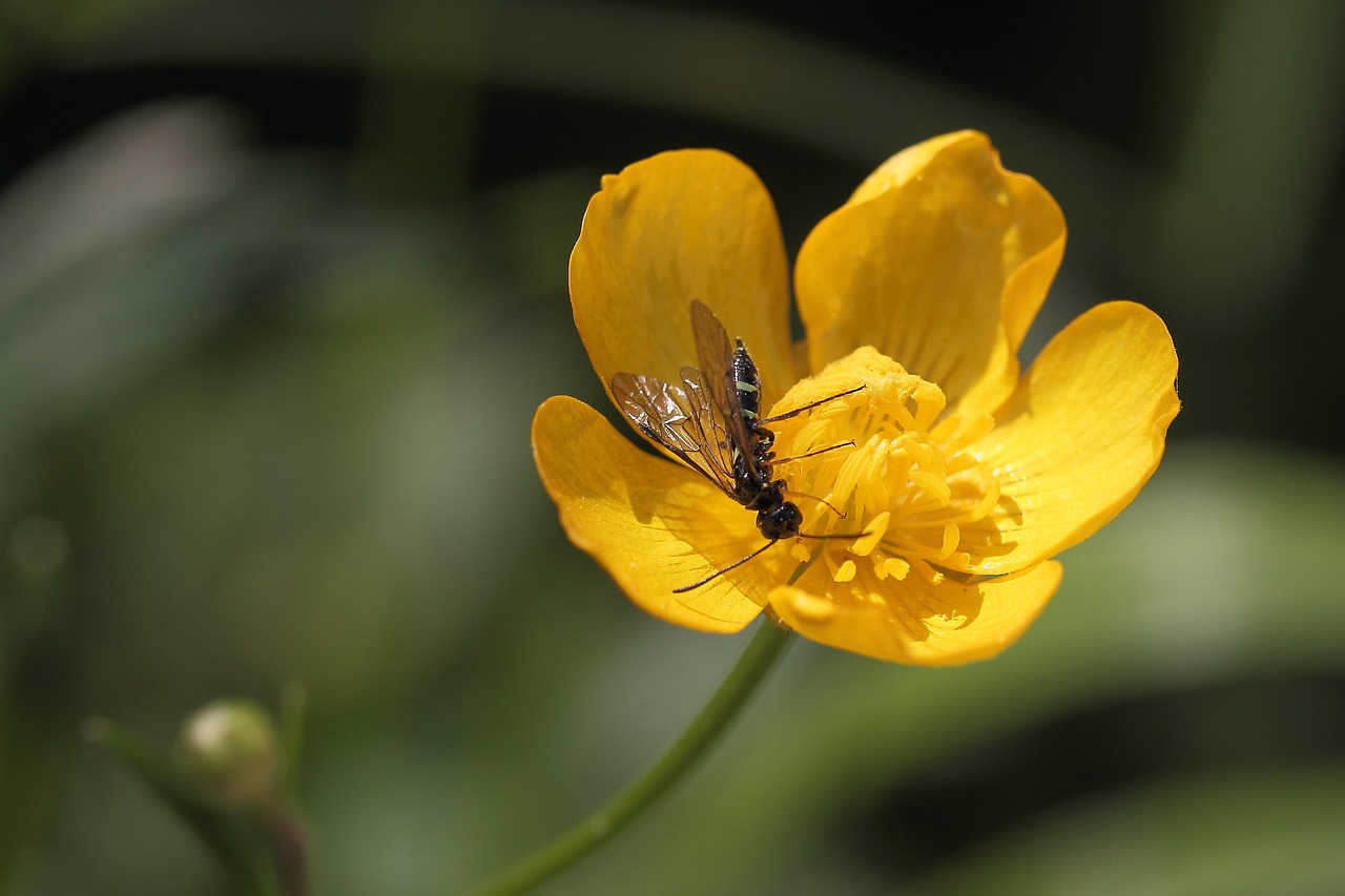Buttercup - free online jigsaw puzzle photo