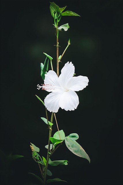 Free Flower Beautiful Flowers photo and picture