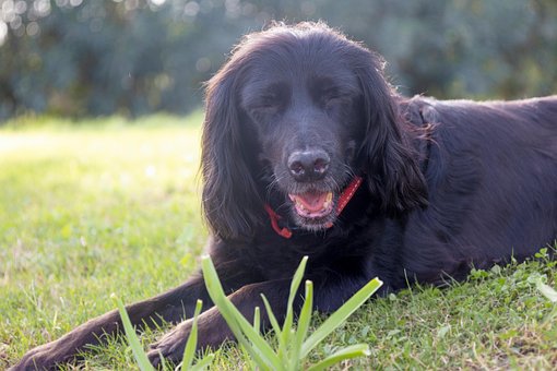 Câine, Animal De Companie, Iarbă, Canin