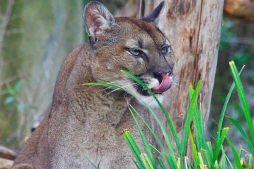 Free Puma Expression photo and picture