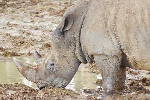 Free Rhinoceros Animal photo and picture
