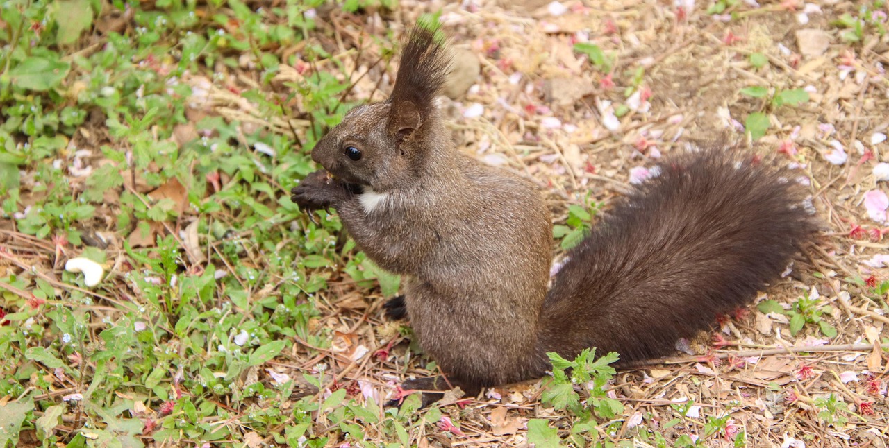 Squirrel Rodent Foraging Free photo on Pixabay Pixabay