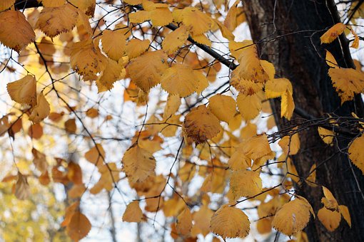 Free Yellow The Autumn photo and picture