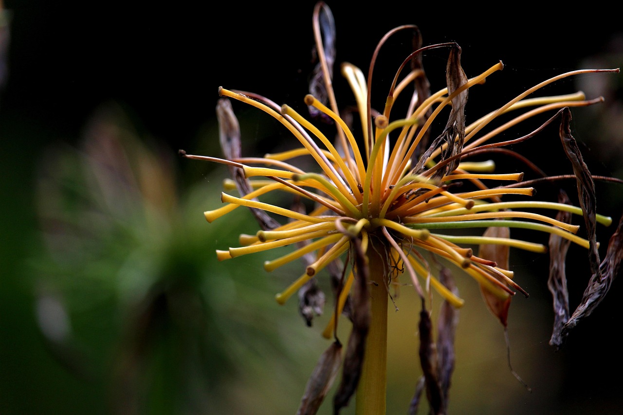Love Flower Ornamental Lily - Free photo on Pixabay - Pixabay