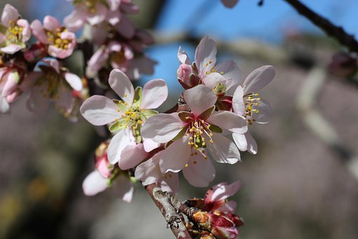 Boom, Bloem, De Lente, Bloeien, Natuur