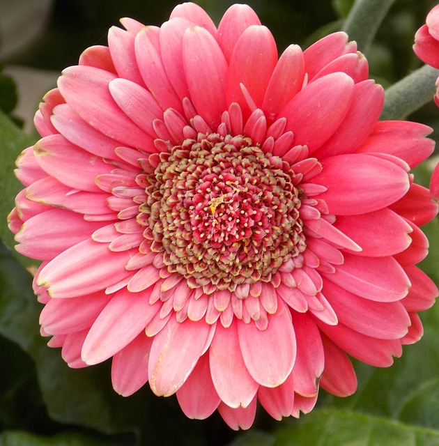 粉红色的花 花 粉色非洲菊 - Pixabay上的免费照片 - Pixabay