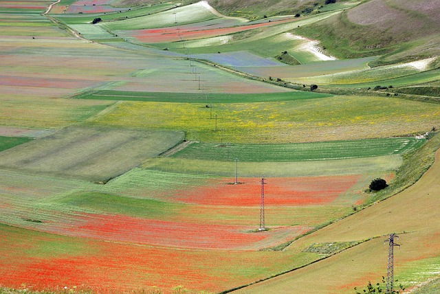 Castelluccio, Felder, Blumen