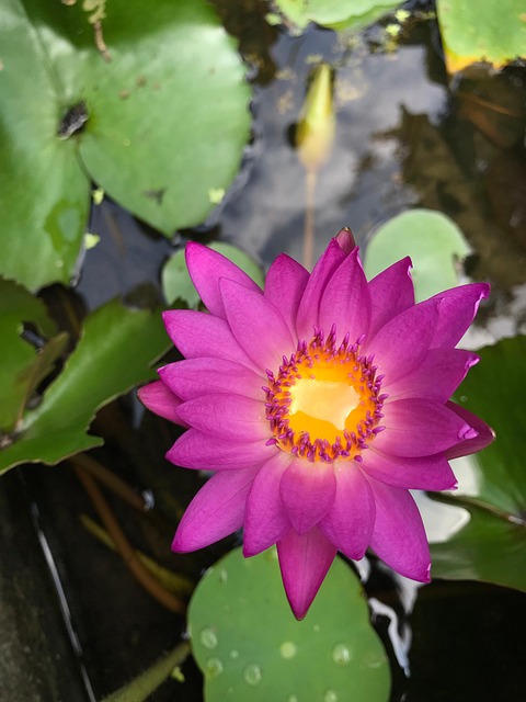 水生植物, 花, 水, 百合, 莲花, 荷叶, 花瓣, 植物学, 池塘, 盛开