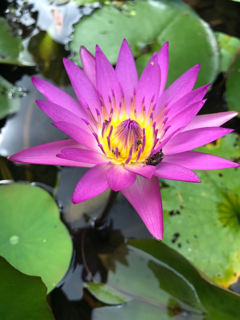 水生植物, 花, 水, 百合, 莲花, 荷叶, 花瓣, 植物学, 池塘, 盛开
