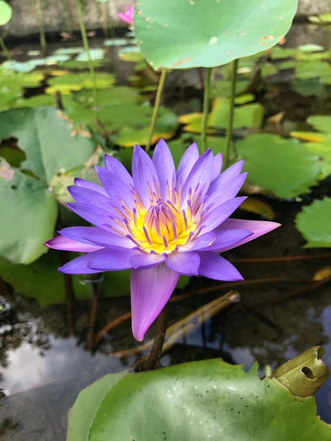 水生植物, 花, 水, 百合, 莲花, 荷叶, 花瓣, 植物学, 池塘, 盛开