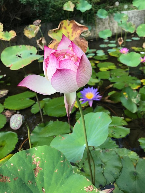 水生植物, 花, 水, 百合, 莲花, 荷叶, 花瓣, 植物学, 池塘, 盛开