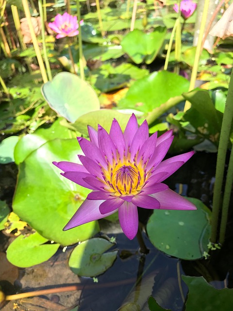 水生植物, 花, 水, 百合, 莲花, 荷叶, 花瓣, 植物学, 池塘, 盛开