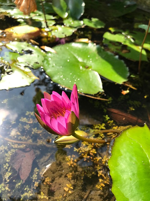 Aquatic Plants, Flower, Water, Lily
