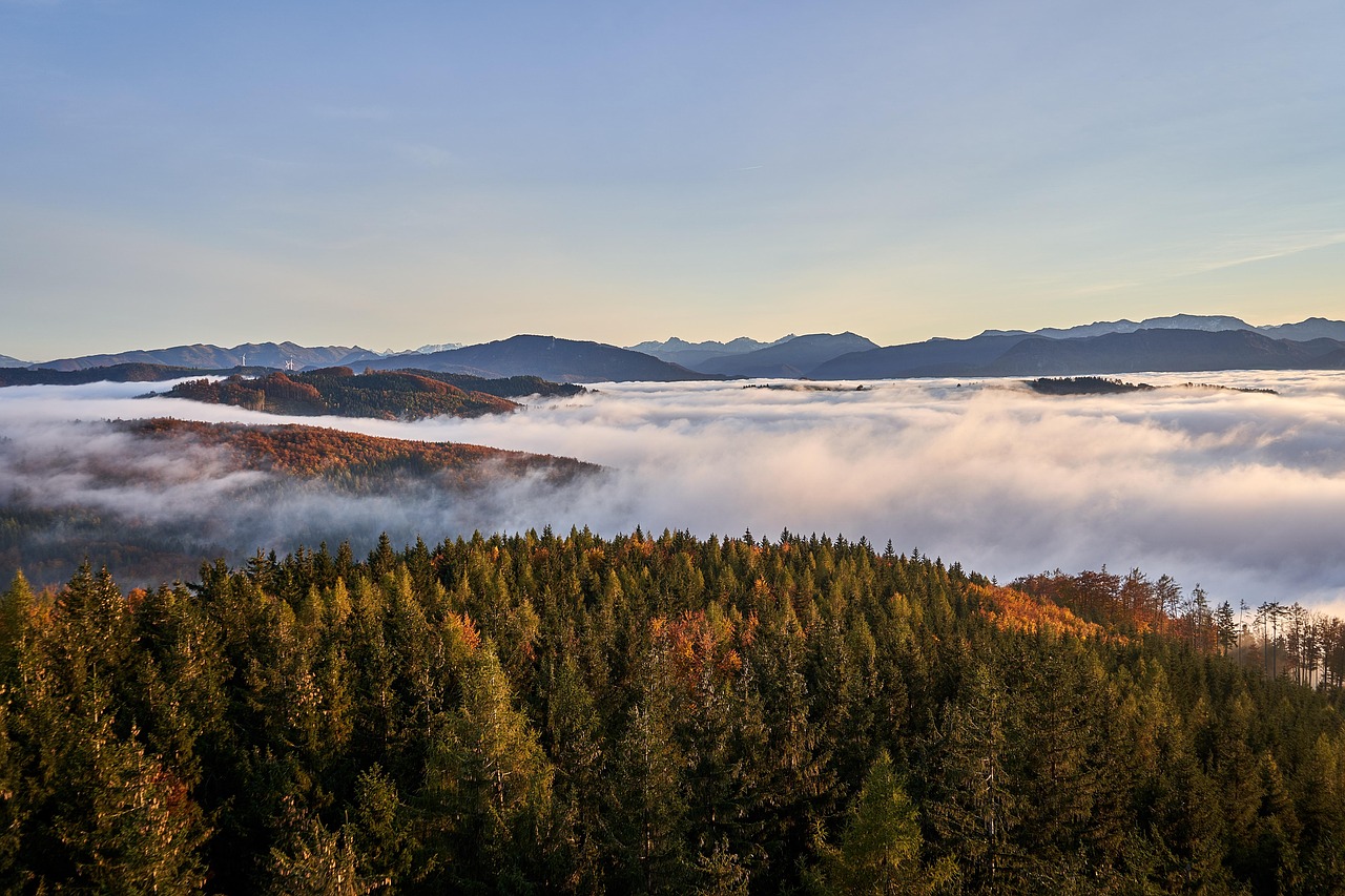 Trees - free online jigsaw puzzle photo