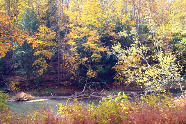 Drijfhout, Boom, Fall Gebladerte, Herfst