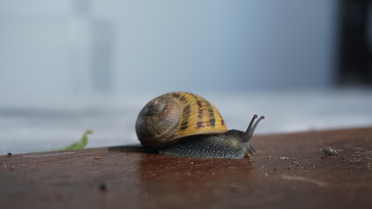 Snail Garden Biology Free photo on Pixabay Pixabay