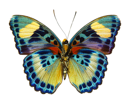 Free Butterfly Floral Background illustration and picture